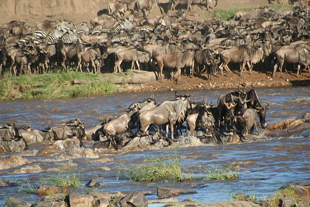 Masai Mara safaris